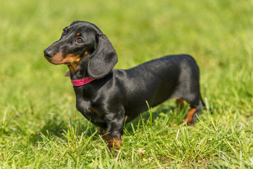 Dachshund dog in the park
