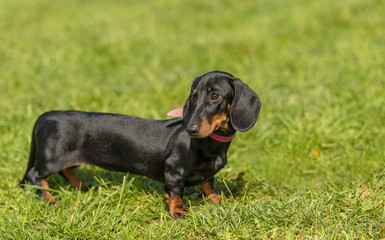 Dachshund dog in the park