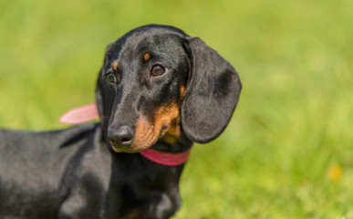 Dachshund dog in the park