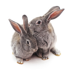Two gray rabbits.