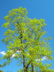 青空とユリノキ