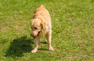 Sad golden retriever dog