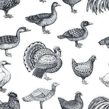 Vector farm animals background. Vintage illustration. Hand drawn farm birds. Poultry seamless pattern.