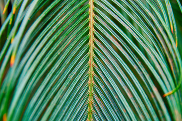Vintage photo tropical fern green leaf on dark green background for print design. Tropical floral pattern, real photo.