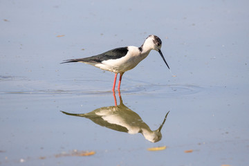Cavaliere d'Italia (Himantopus himantopus)