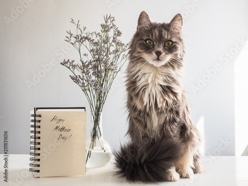 Cute, gray, fluffy kitten sitting near the album with the inscription of a happy Mother's Day on a white, isolated background. Preparation for the holiday