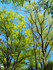 新緑の欅と青空