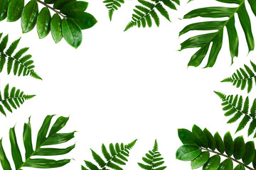Tropical green leaf frame on white background