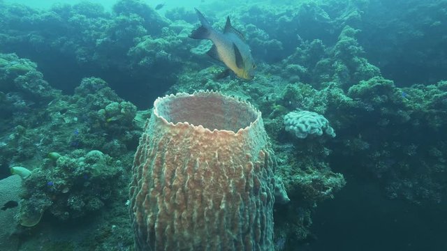 side view of a midnight snapper and a barrel sponge at the liberty wreck in tulamben on the island of bali, indonesia