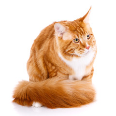 Mainecoon thoroughbred cat on a white background