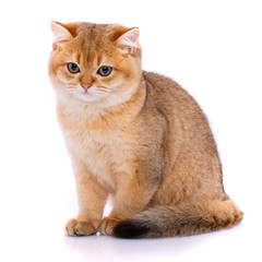 Portrait of a smooth-haired straight Scotch cat on a white