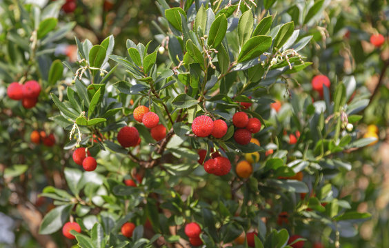 Erdbeerbaum (Arbutus)