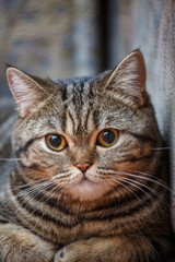 Kitten portrait of Scottish cat