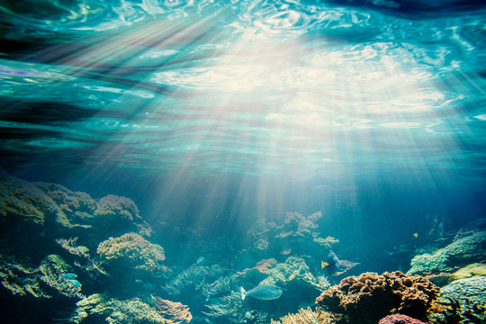 Fototapeta Podwodna panorama - rafa koralowa i ryby duża