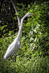 Tall white egret in tropical green surroundings