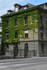 House overgrown with greenery