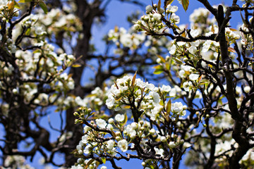 A blossoming tree is a peach. Flowering tree.