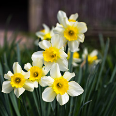 Flowers of the daffodils in the spring.