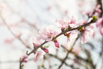 A blossoming tree is a peach. Flowering tree.
