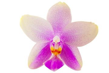 Beautiful rare orchid in pot on white background