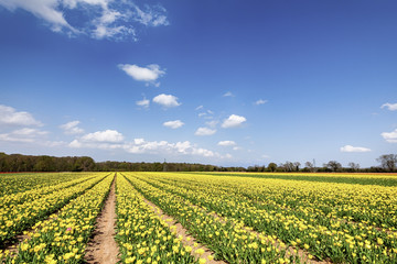 Fototapeta na wymiar Fields of yellow tulips in spring