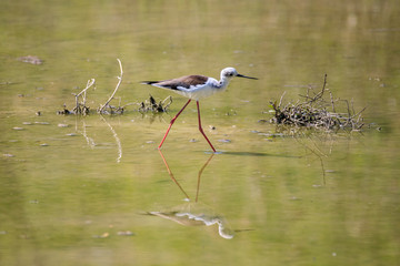 Cavaliere d'Italia (Himantopus himantopus)