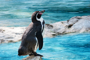 funny penguin standing