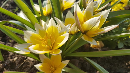 Blumen und Blüten © Peter U. Klüber