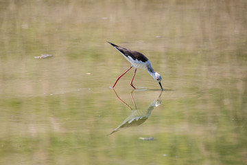 Cavaliere d'Italia (Himantopus himantopus)