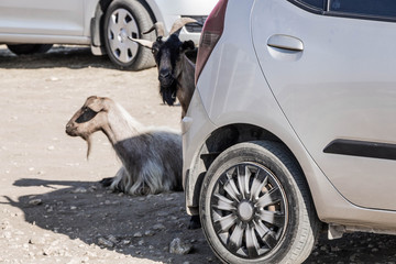 Goats in the shade