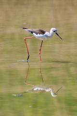 Cavaliere d'Italia (Himantopus himantopus)