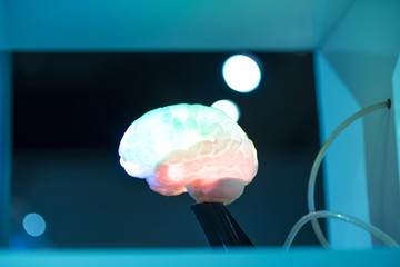 MODEL OF colorful HUMAN BRAIN on blur background