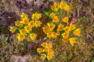 Yellow crocus growing through last year leaves