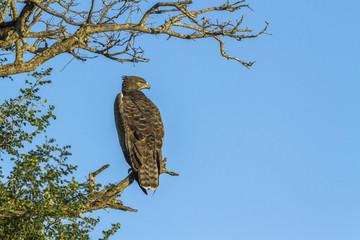 Martial Eagle in Kruger National park, South Africa