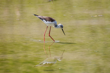 Cavaliere d'Italia (Himantopus himantopus)