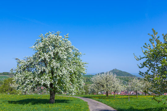 Blühender Birnbaum und Kirschbäume