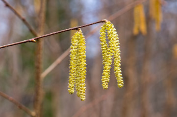 Yellow flowering earrings of an alder tree Alnus in early spring