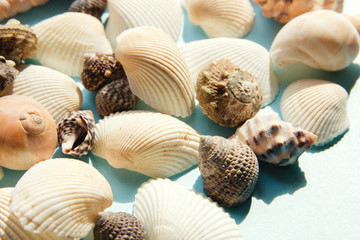 Seashells flat lay pattern on blue background, sea vacation background close up