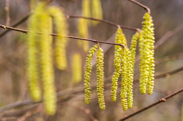 Yellow flowering earrings of an alder tree Alnus in early spring