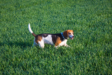 Beagel Meutehund läuft durch ein Feld