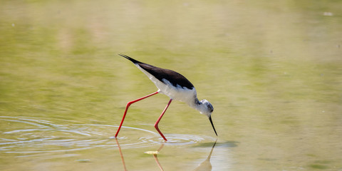 Cavaliere d'Italia (Himantopus himantopus)