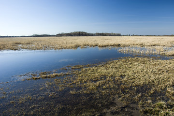 Fototapeta na wymiar Water on the meadow, forest and blue sky