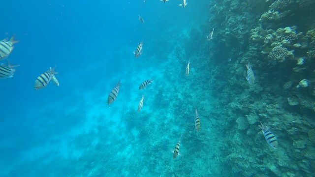 school of Indo-Pacific sergeant swims over coral reef, Red sea, Egypt