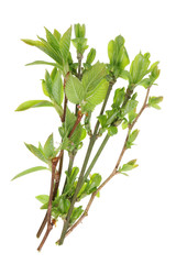 A bunch of twigs with young leaves of spring forest bushes and trees