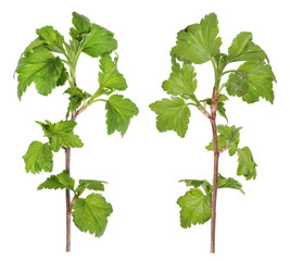 The front and back sides of the spring twig of wild forest currant