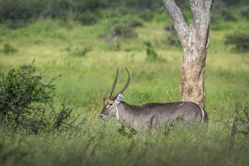 Common Waterbuck in Kruger National park, South Africa