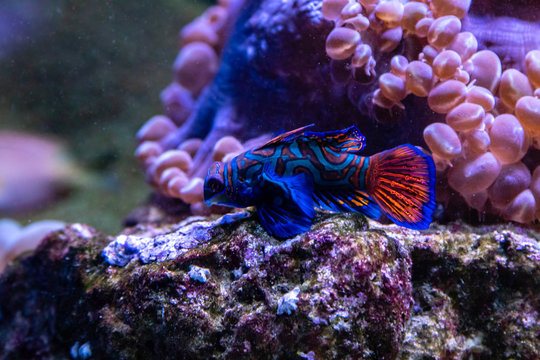 Mandarin Fish the Most Beautiful, Colorful and Amazing Fish