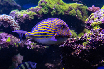 Acanthurus lineatus fish