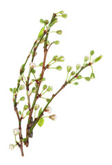 Four spring April cherry tree twigs with little flower buds