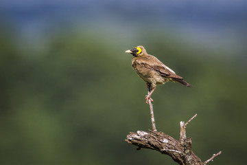 Wattled starling in Mapungubwe National park, South Africa